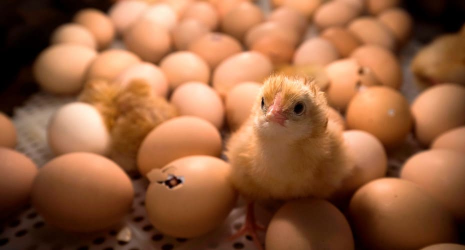 ТОП-6 лучших инкубаторов яиц в 2020 рейтинг