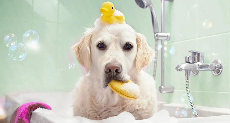 Что купить, чтобы собака любила мыться: рейтинг лучших шампуней для собак в 2023 году